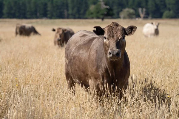 Beef cattle and cows in Australia