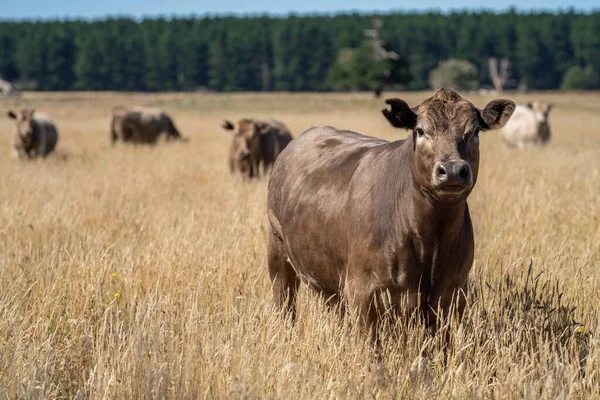 Beef Cattle Cows Australia — Stock Fotó