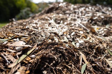 Tahta parçaları ve gübre yığını, Tazmanya Avustralya 'da organik termofilik gübre dönüşüyor. 