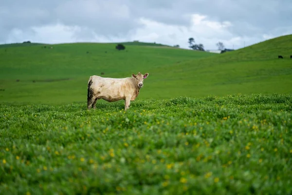 Sustainable agriculture business, cows grazing on a green meadow, regenerative agricultural farm with cattle. Livestock on a ranch.