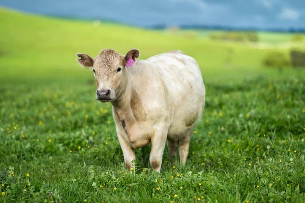 Устойчивый Сельскохозяйственный Бизнес Коровы Пасущиеся Зеленом Лугу Регенеративная Сельскохозяйственная Ферма — стоковое фото