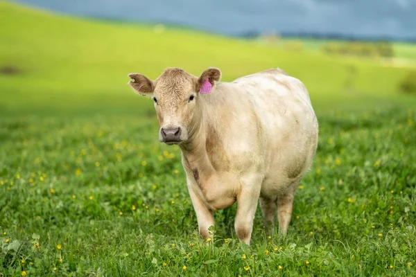Vaches Veaux Boucherie Paissant Sur Herbe Dans Sud Ouest Victoria — Photo