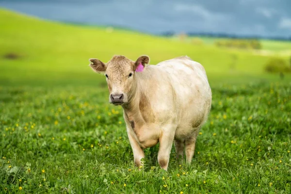 Sustainable agriculture business, cows grazing on a green meadow, regenerative agricultural farm with cattle. Livestock on a ranch.