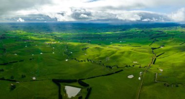 Sürdürülebilir tarım işi, yeşil bir çayırda otlayan inekler, sığırlı yenilenebilir tarım çiftliği. Çiftlikteki çiftlik hayvanları.