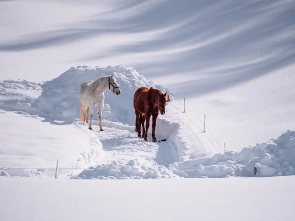 Білий Коричневий Кінь Посеред Засніженого Зимового Пейзажу — стокове фото