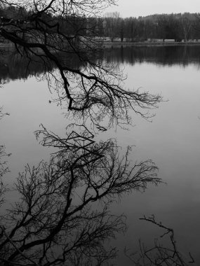 İsviçre, Regensdorf 'taki Katzensee Gölü sularındaki tek renkli ağaç dalları ve yansımalarının fotoğrafı