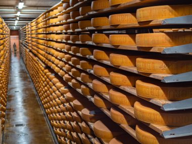 Gruyeres, İsviçre - 23 Kasım 2021 İsviçre 'deki Maison du Gruyere peynir fabrikasının mahzeninde peynir yetiştirme.