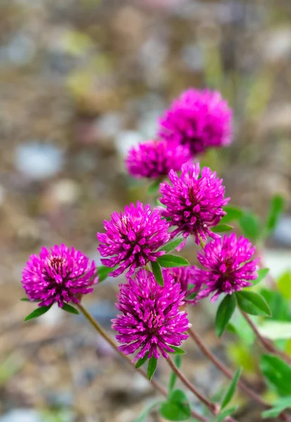 Close Blooming Purple Clover Natural Environment — Stock Photo, Image