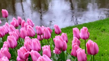 Raindrops fall into the water next to a plantation of pink tulips