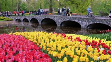 Keukenhof, Netherlands - April 25, 2022: Flowerbed of red and yellow tulips, with a bridge in the background where tourists walk in the Keukenhof park
