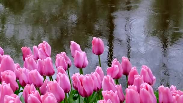 Raindrops Fall Water Next Plantation Pink Tulips — Wideo stockowe