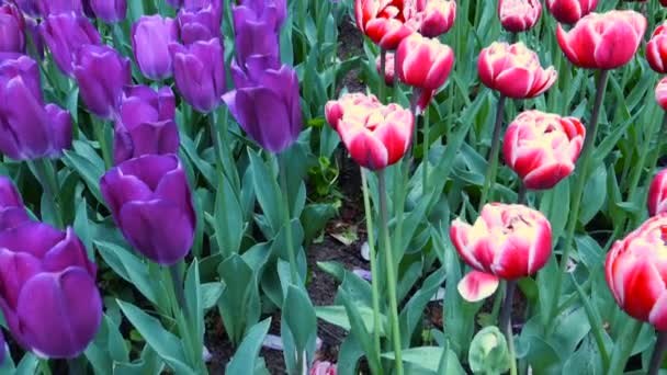 Flowerbed Blooming Purple Red Tulips Park Netherlands — 비디오