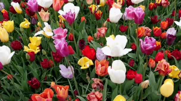 Blumenbeet Mit Bunt Blühenden Tulpen Einem Park Den Niederlanden — Stockvideo