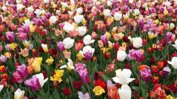 Lecho Flores Tulipanes Florecientes Colores Parque Los Países Bajos — Vídeos de Stock