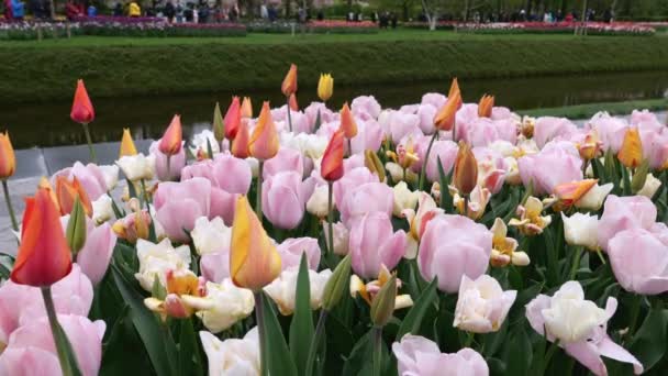 Flowerbed Blooming Pink Tulips Park Keukenhof Netherlands — ストック動画