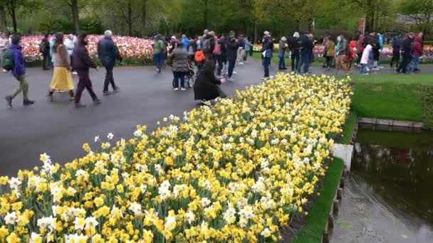 Keukenhof Netherlands April 2022 Tourists Walk Daffodils Tulips Keukenhof Park — Stockvideo
