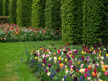 Flowering colorful tulips in the park Keukenhof in the Netherlands