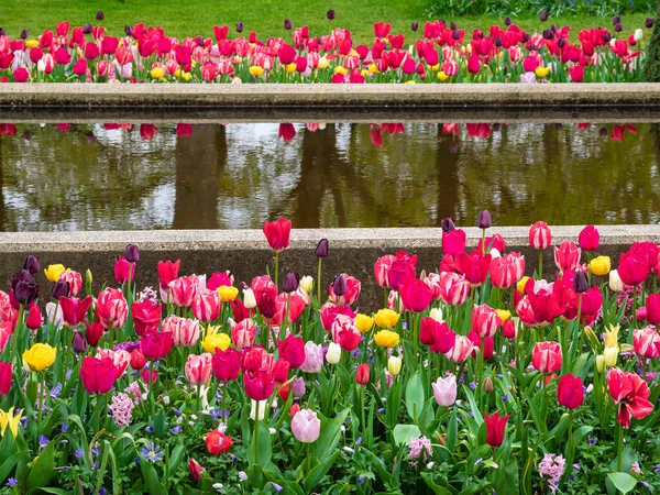 Floração Tulipas Vermelhas Parque Keukenhof Nos Países Baixos — Fotografia de Stock