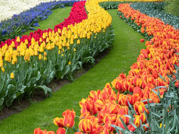 Leading Lines Colorful Blooming Tulips Park Keukenhof Netherlands — Fotografia de Stock