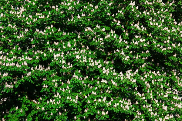 Canopy Árvore Floração Branca Céu Azul Fundo Natural — Fotografia de Stock