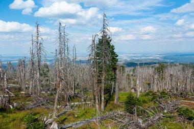 Harz National Park is a nature reserve in the German federal states of Lower Saxony and Saxony-Anhalt.