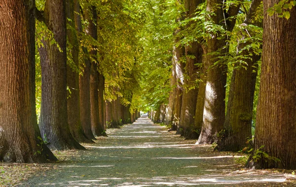 Tree Alley with old trees in Gardelegen Park, Saxony-Anhalt Germany