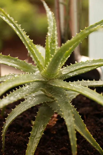 Aloe vera, green plant, tropical plants, close-up, selective focus, macro, background,  healthy lifestyle