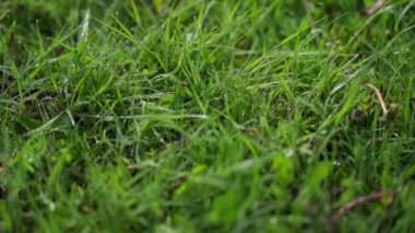 Güneşteki yeşil çimlerde sabah çiği.