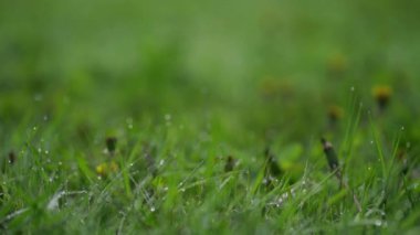 Morning dew on the green grass in the sun.