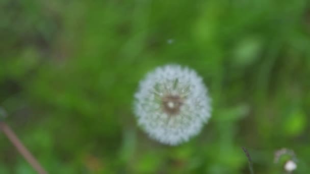 Pampeliška květina na zeleném pozadí. — Stock video