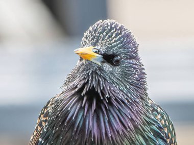 Sahildeki Starling 'e yakın..