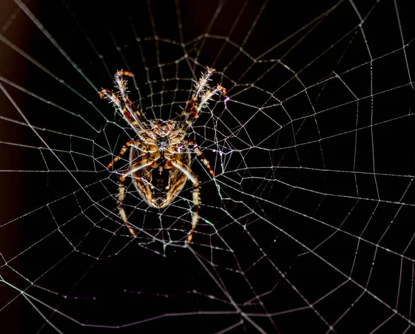 Bahçe Örümceği Masum Bir Böceği Bekliyor — Stok fotoğraf