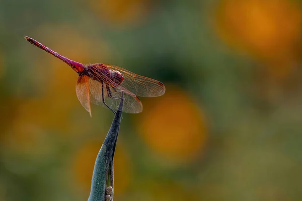 Purpurfarbene Drachenflügelfliege Auf Pflanze — Stockfoto