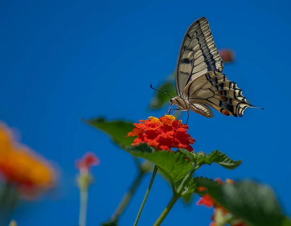 Schwalbenschwanz Schmetterling Auf Roter Blume — Stockfoto