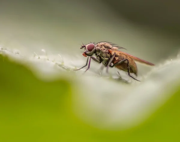Elle tutulan bir kaplan sineğinin makro görüntüsü bahçede bir yaprağın üzerinde oturuyordu..
