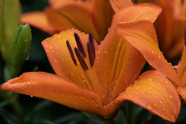 Lovely wild teasel plant in the autumn.