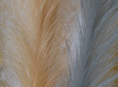 Süs olarak pampa otları.