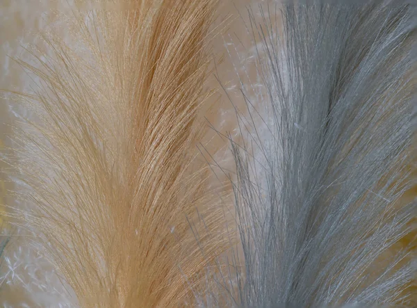 Süs olarak pampa otları.