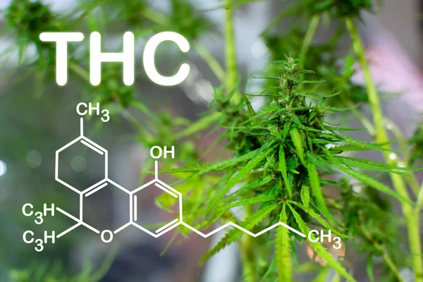 THC Tarifleri, seralarda nasıl esrar yetiştirilir? Esrar çıkarma ve terapi işi kavramı