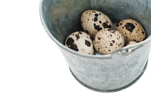 Quail eggs and a tin bucket — Stock Photo, Image