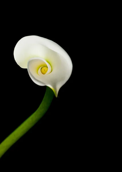 Calla lelie geïsoleerd op zwart — Stockfoto