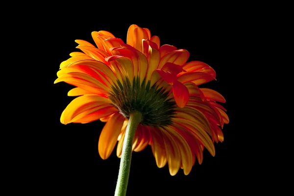 siyah turuncu gerbera papatya 