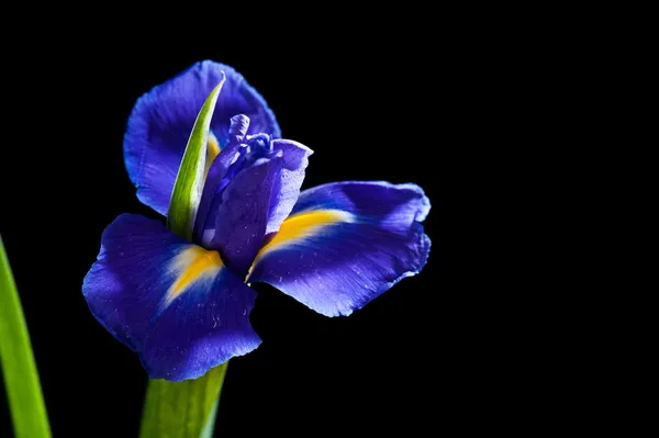 Iris bleu sur fond noir — Photo