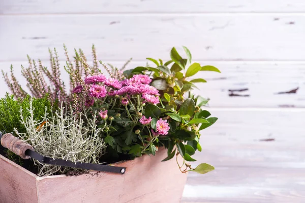 Moos Holzkorb Mit Grünen Pflanzen Und Blumen Auf Weißem Hintergrund — Stockfoto