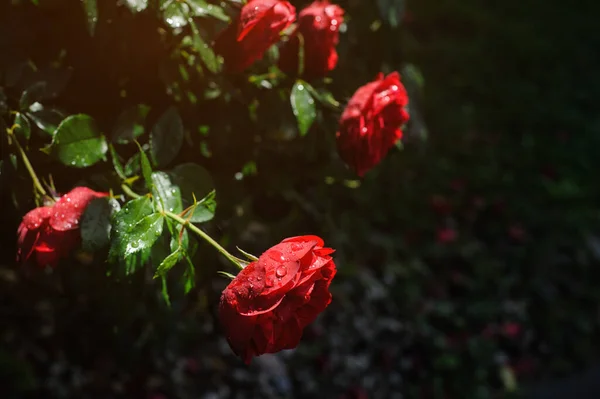 Темно Зелений Сад Червоними Трояндами Краплями Дощу Копіювати Простір Тексту — стокове фото