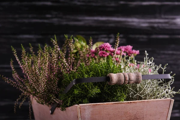 Holzkorb Mit Grünen Pflanzen Und Chrysanthemenblüten Auf Schwarzem Hintergrund Kopieren — Stockfoto