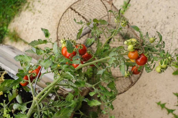 Tomatoes Brunch Wooden Box House Gardening Vegetable Garden Terrace Herbs — Stock Photo, Image