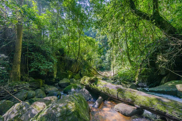 Tayland 'ın kuzeyindeki Nan' daki kayayı sarmaşıkla kaplayan Sapun nehri boyunca yosunlu bir sandık.
