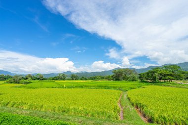 Pirinç tarlasının güzel manzarası ve arkadaki Doi Phuka dağı Pua, Nan, Tayland 'da yer alıyor.