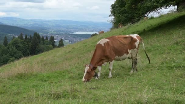 スイスの牧草地で牛の放牧 静かな環境と気候変動 — ストック動画